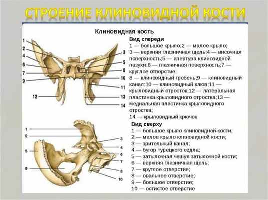 Клиновидная кость анатомия, строение внешней и внутренней поверхности, каналов и частей, форма и вид, функции крыловидных отростков