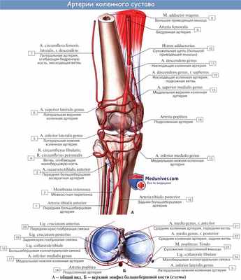 Анатомия: Кровоснабжение коленного сустава