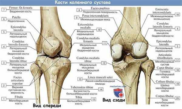 Анатомия: Коленный сустав - кости