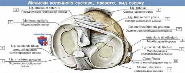 Анатомия: Мениски