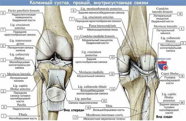 Анатомия: Коленный сустав - внутрисуставные связки