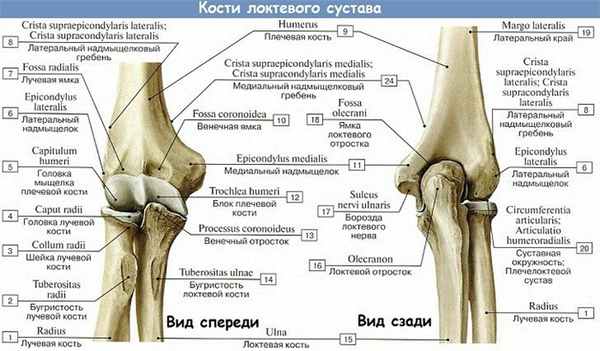 Анатомия: Кости локтевого сустава