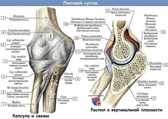 Анатомия: Локтевой сустав