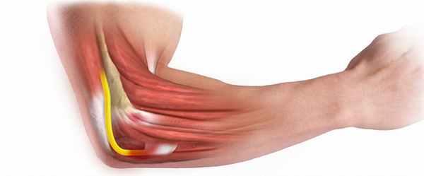 Анатомия локтевого сустава