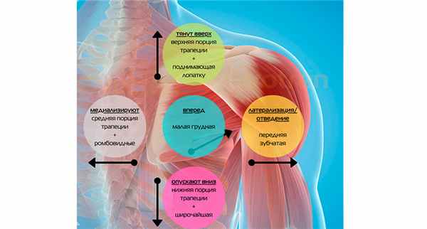 Разбор мышц области лопатки