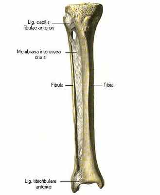anatomia_kostej_goleni_legko