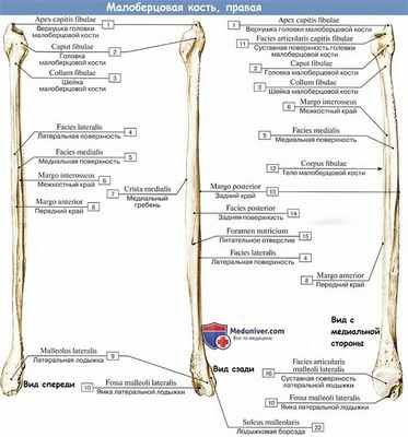 Анатомия: Малоберцовая кость
