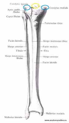 bolshebercovaya_kost_myshelki