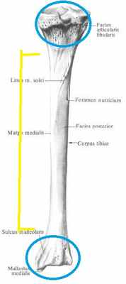 epifizy_i_telo_bolshebercovoj_kosti