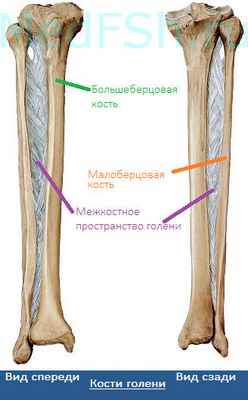 Кости голени