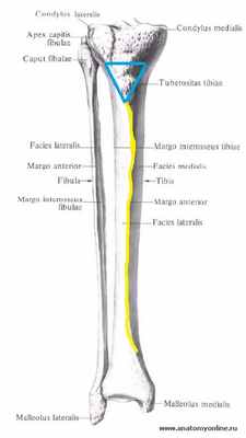 bugristost_bolshebercovaya