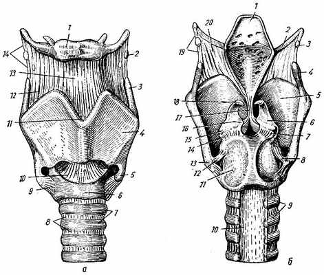 Рис 123. Хрящи, связки и суставы гортани. а - вид спереди: 1 - подъязычная кость; 2 - зерновидный хрящ; 3 - верхний рог щитовидного хряща; 4 - левая пластинка щитовидного хряща; 5 - нижний рог щитовидного хряща; 6 - дуга перстневидного хряща; 7 - хрящи трахеи; 8 - кольцевые связки трахеи; 9 - перстне-щитовидный сустав; 10 - перстне-щитовидная связка; 11 - верхняя щитовидная вырезка; 12 - щитовидно-подъязычная перепонка; 13 - срединная щитовидно-подъязычная связка; 14 - щитовидно-подъязычная связка. б - вид сзади: 1 - надгортанник; 2 - большой рог подъязычной кости; 3 - зерновидный хрящ; 4 - верхний рог щитовидного хряща; 5 - правая пластинка щитовидного хряща; 6 - черпаловидный хрящ; 7, 14 - правый и левый перстне-черпаловидные суставы; 8, 12 - правый и левый перстне-щитовидные суставы; 9 - хрящи трахеи; 10 - перепончатая стенка трахеи; 11 - пластинка перстневидного хряща; 13 - нижний рог щитовидного хряща; 15 - мышечный отросток черпаловидного хряща; 16 - голосовой отросток черпаловидного хряща; 17 - щитовидно-надгортанная связка; 18 - рожковидный хрящ; 19 - щитовидно-подъязычная связка; 20 - щитовидно-подъязычная перепонка