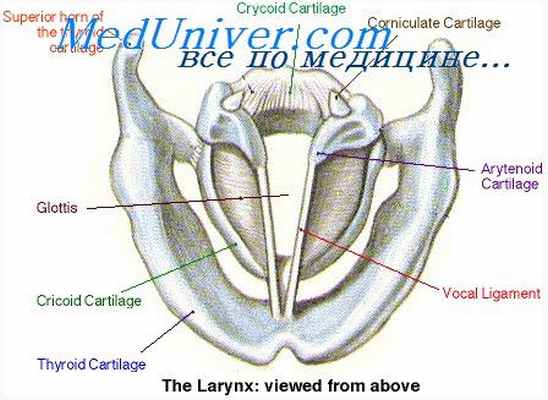 мышцы гортани