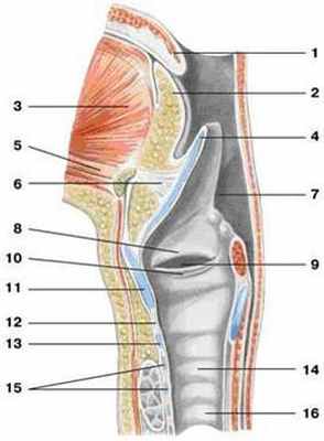 (фронтальный разрез)
