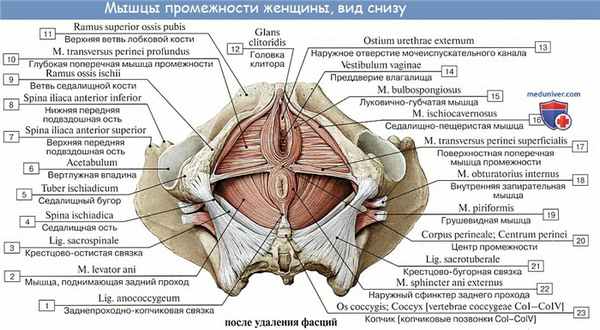 Анатомия: Мышцы промежности. Мышцы мочеполовой диафрагмы