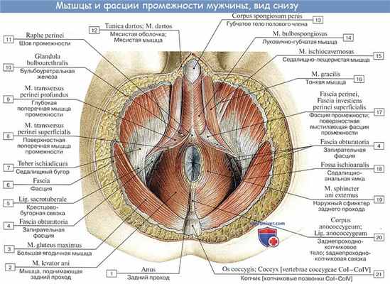 Анатомия: Мышцы промежности. Мышцы мочеполовой диафрагмы
