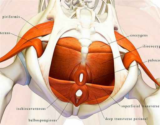 Мышцы тазового дна - наша 