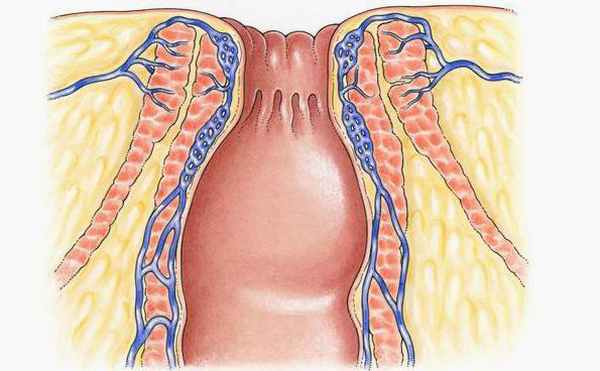 Анатомическое строение ануса человека