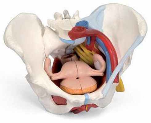 Анатомия таза: строение, функции
