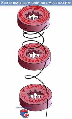 Анатомия: Мочеточник. Строение мочеточника. Сужения мочеточника