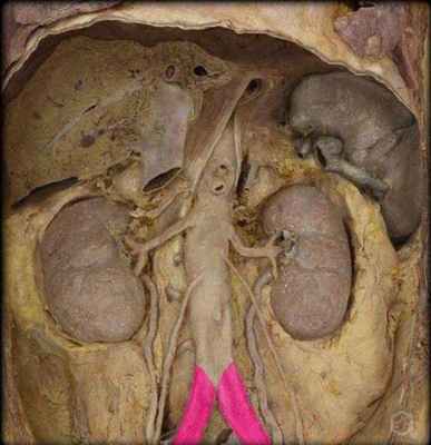Подвздошные артерии: строение и функции