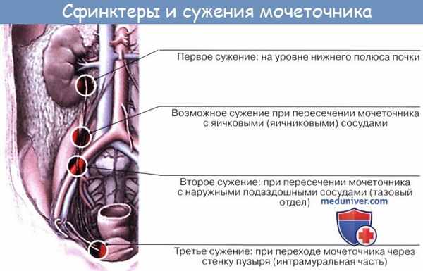 Анатомия: Мочеточник. Строение мочеточника. Сужения мочеточника