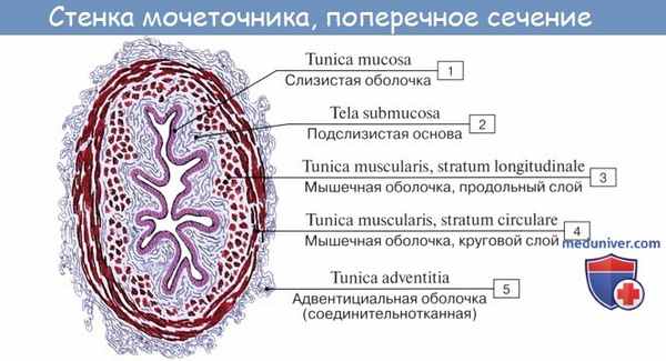 Анатомия: Мочеточник. Строение мочеточника. Сужения мочеточника