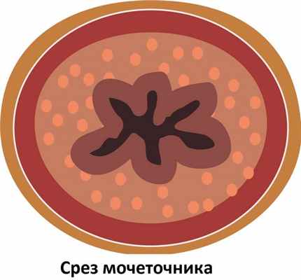 Поперечный разрез