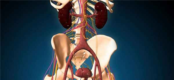 Расположение органа