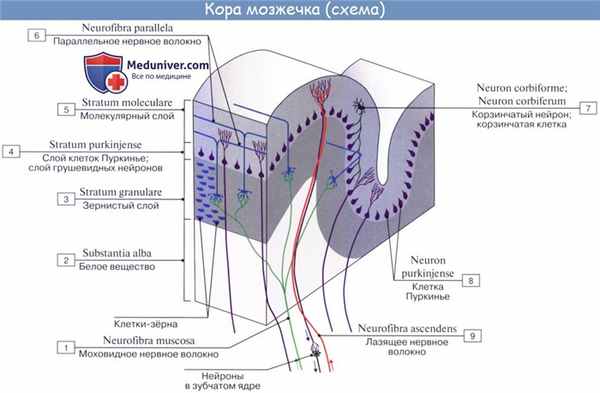 Анатомия: Мозжечок, cerebellum. Строение мозжечка