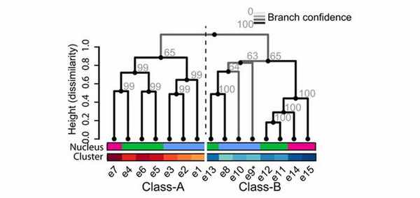 Рис. 2. Кладограмма транскриптомных типов возбуждающих нейронов в ядрах мозжечка