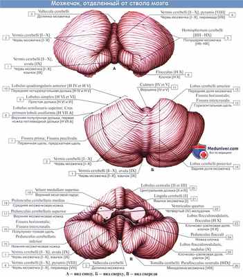 Анатомия: Мозжечок, cerebellum. Строение мозжечка