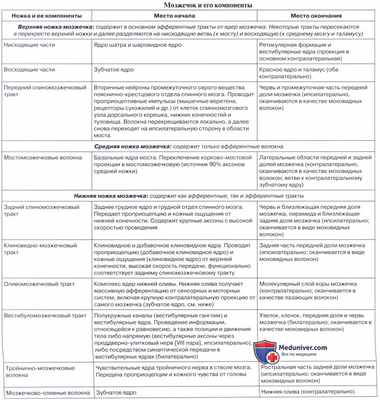 Анатомия: Мозжечок, cerebellum. Строение мозжечка