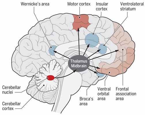 Рис. 5. Зоны мозга, в которые идут проекции из зубчатого ядра мозжечка