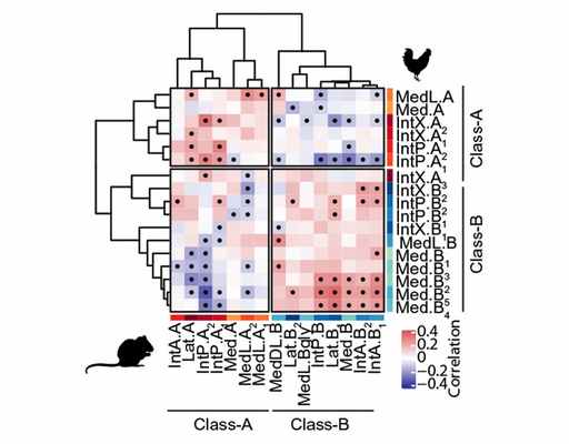 Рис. 3. Сравнение экспрессии нейронов в ядрах мозжечка крысы и курицы