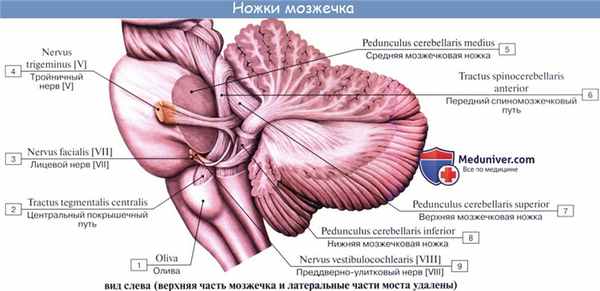 Анатомия: Мозжечок, cerebellum. Строение мозжечка