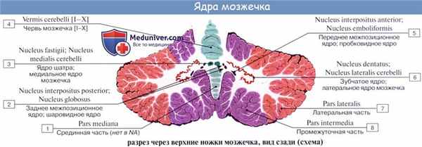 Анатомия: Мозжечок, cerebellum. Строение мозжечка