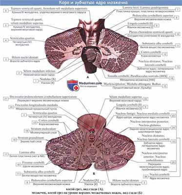 Анатомия: Мозжечок, cerebellum. Строение мозжечка