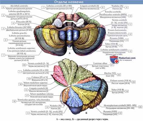 Анатомия: Мозжечок, cerebellum. Строение мозжечка