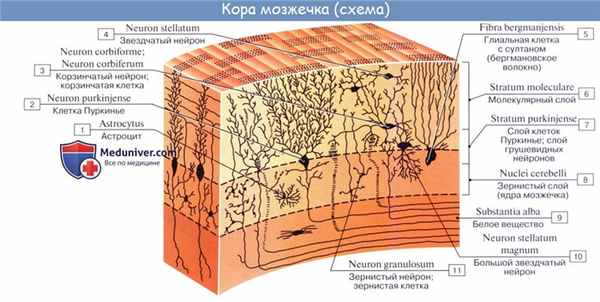 Анатомия: Мозжечок, cerebellum. Строение мозжечка