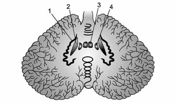 Рис. 1. Схема строения мозжечка человека