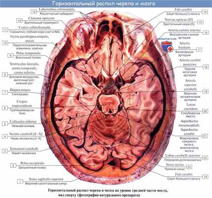 Анатомия: Мозжечок, cerebellum. Строение мозжечка