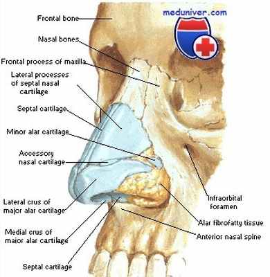 анатомия наружного носа