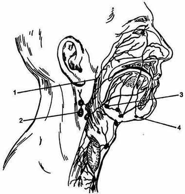 Отток лимфы из области наружного носа