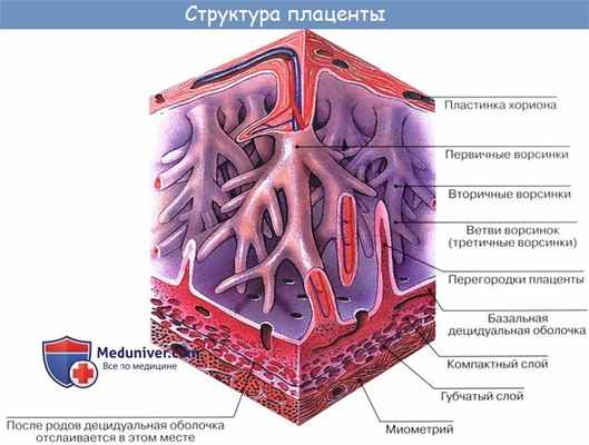 Анатомия: Плацентарное кровообращение