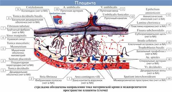 Анатомия: Плацентарное кровообращение