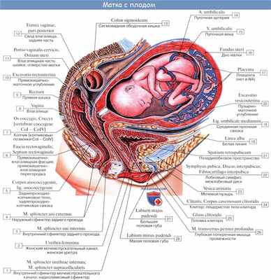 Анатомия: Плацентарное кровообращение