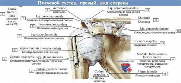 Анатомия: Плечевой сустав, вид спереди