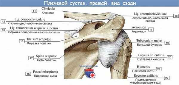 Анатомия: Плечевой сустав, вид сзади