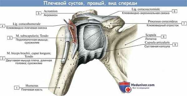 Анатомия: Плечевой сустав, вид спереди